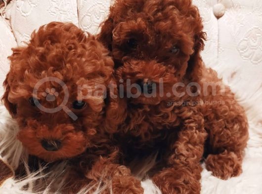 Çok Özel Tea Cup Kore Poodle Yavrular Garantili