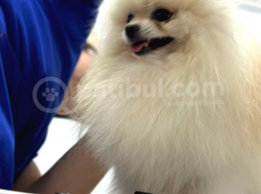 Dünya Tatlısı Pomerian Yavrumuz görsel