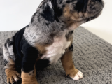Exotic Bully Tri Merle