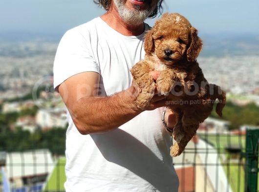 Mi̇nyatür Uygun Fi̇yat Poodle Yavrular görsel