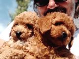 Mi̇nyatür Uygun Fi̇yat Poodle Yavrular