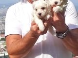 En Uygun Maltese Teri̇er Yavrulari̇