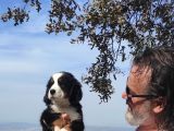 Bernese Mountai̇n Yavrulari