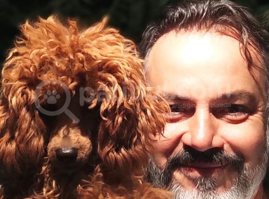 Mi̇nyatür Uygun Fi̇yat Poodle Yavrular