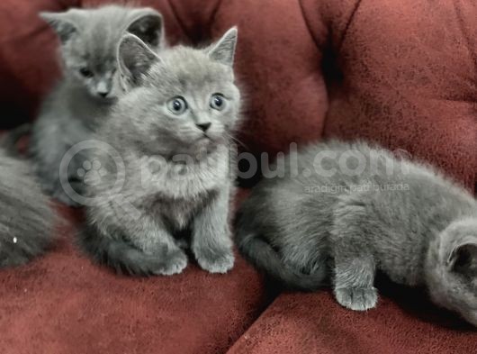 Anne Altından En Güzel British Shorthair Yavrularımız görsel