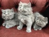 Anne Altından En Güzel British Shorthair Yavrularımız