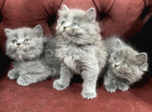 Anne Altından En Güzel British Shorthair Yavrularımız görsel