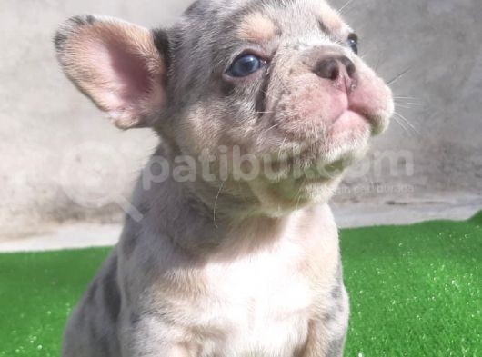 En Renkli̇  French Bulog  Yavrular görsel