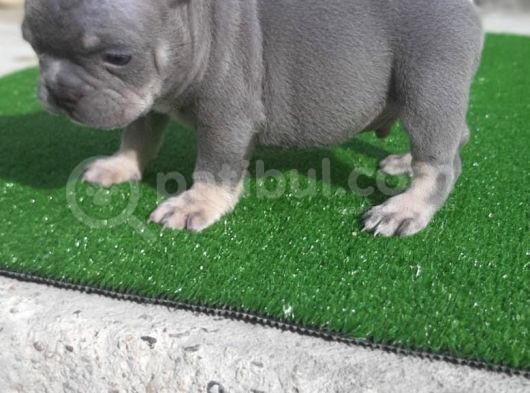En Renkli̇  French Bulog  Yavrular görsel