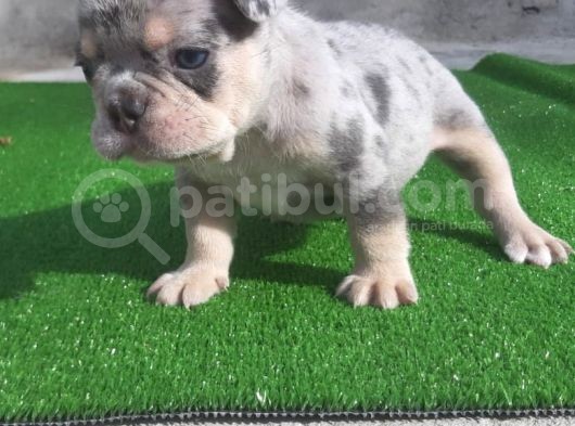 En Renkli̇  French Bulog  Yavrular görsel