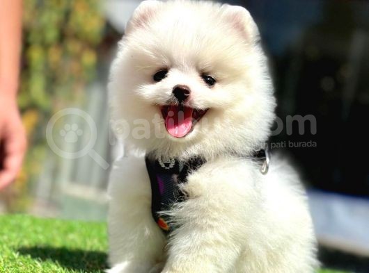 Üretim Çifliğinden Pomeranian Boo