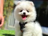 Üretim Çifliğinden Pomeranian Boo
