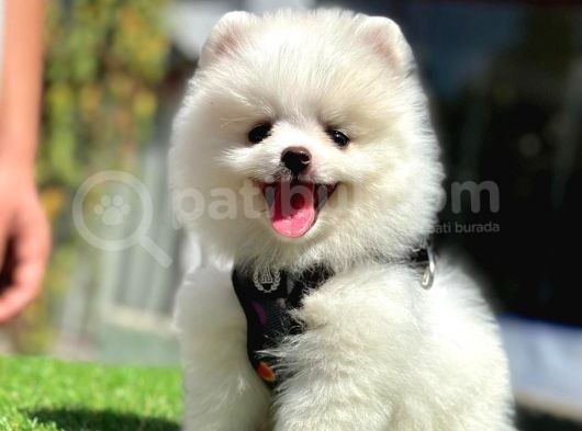 Üretim Çifliğinden Pomeranian Boo görsel
