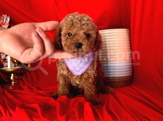 Wc Eğitimlidir Poodle Yavrular görsel