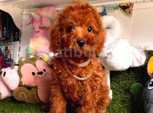 Yavru Köpeğim Poodle