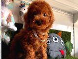 Yavru Köpeğim Poodle