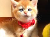 A Kalite Bri̇ti̇sh Shorthai̇r Golden  Ve Si̇lvir Yavrular