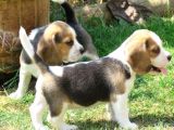 Elizabeth Beagle Garantili Safkan Üç Renk Orjinal