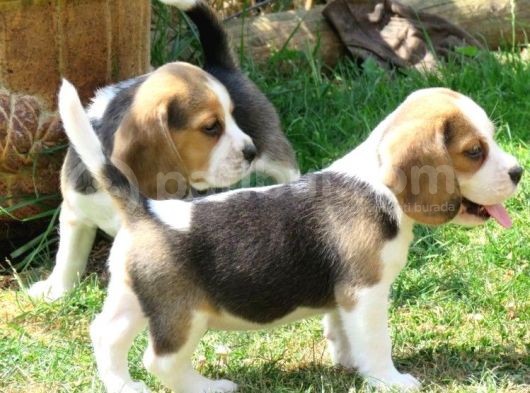 Elizabeth Beagle Garantili Safkan Üç Renk Orjinal görsel