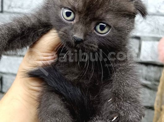 Çikolata Scottish Fold Erkek Son Kalan Yavrum