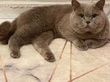 Sahi̇plendi̇ri̇ldi̇  British Shorthair Blue Point Yavru