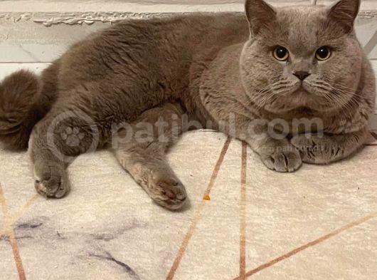 British Shorthair Yavru görsel