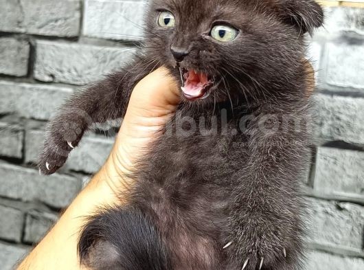 Çikolata Scottish Fold Erkek Son Kalan Yavrum görsel