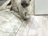 Sahi̇plendi̇ri̇ldi̇  British Shorthair Blue Point Yavru