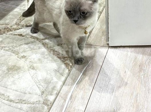 British Shorthair Yavru görsel