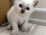 SAHİPLENDİRİLDİ  British Shorthair Blue Point Yavru