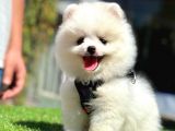 Üretim Çifliğinden Pomeranian Boo