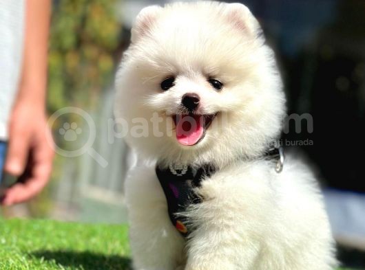Üretim Çifliğinden Pomeranian Boo görsel