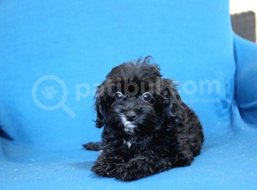 0 Numr Maltipoo Kızımız