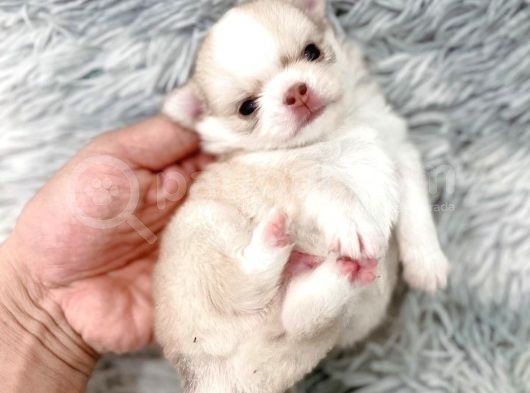 Anti̇alerji̇k Chihuahua Bebekler