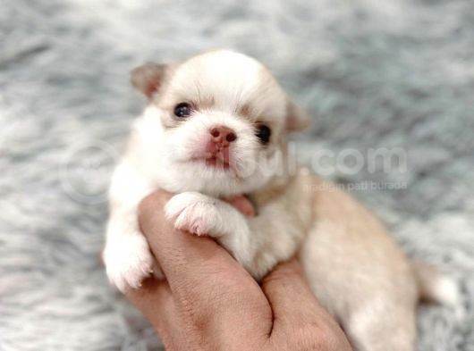 Anti̇alerji̇k Chihuahua Bebekler görsel