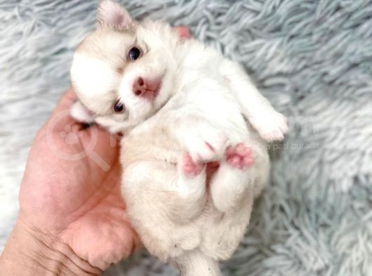 Anti̇alerji̇k Chihuahua Bebekler görsel