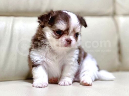 Show Kalite Chihuahua Bebekler görsel