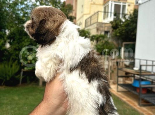 Antialerjik Tüy Dökmeyen Sıfır Numara Shihtzu Yavruları görsel