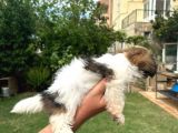 Antialerjik Tüy Dökmeyen Sıfır Numara Shihtzu Yavruları