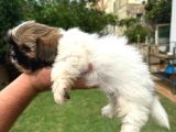 Antialerjik Tüy Dökmeyen Sıfır Numara Shihtzu Yavruları