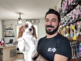 Muhteşem Cavali̇er Ki̇ng Charles Yavrular