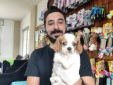 Muhteşem Cavali̇er Ki̇ng Charles Yavrular