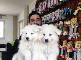 Ayi̇ Yavrusu Samoyed A Kali̇te Irk