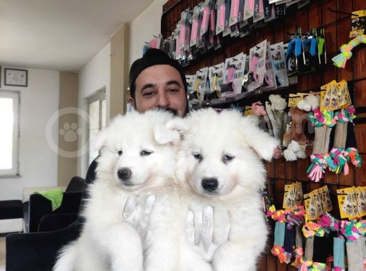 Ayi̇ Yavrusu Samoyed A Kali̇te Irk görsel