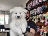 Ayi̇ Yavrusu Samoyed A Kali̇te Irk