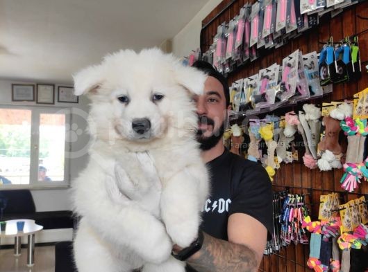 Ayi̇ Yavrusu Samoyed A Kali̇te Irk görsel