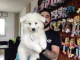 Ayi̇ Yavrusu Samoyed A Kali̇te Irk