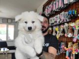Ayi̇ Yavrusu Samoyed A Kali̇te Irk