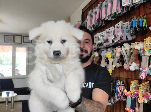 Ayi̇ Yavrusu Samoyed A Kali̇te Irk görsel