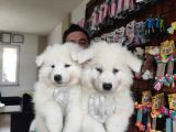 Ayi̇ Yavrusu Samoyed A Kali̇te Irk